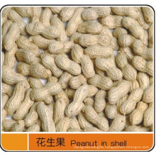 Export Excellent Peanut in Shell